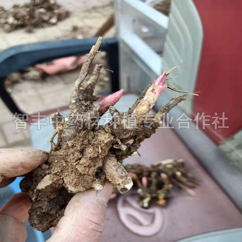 温州芍药苗哪家便宜、芍药种植时间【智丰中药材种植专业合作社】