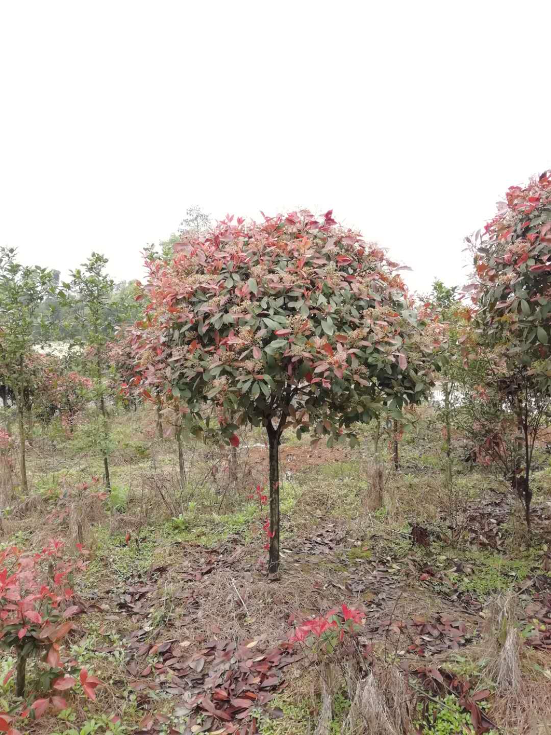 湖南红叶石楠湖南红叶石楠基地 桂花批发价格