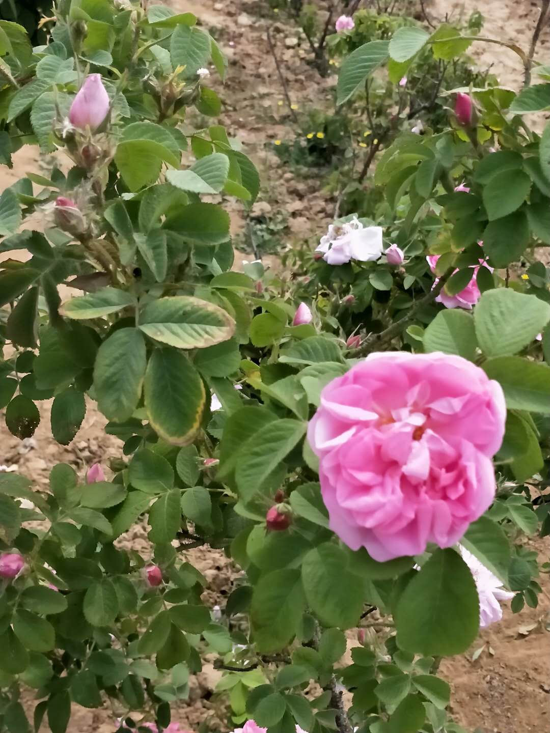 法兰西玫瑰苗种植基地法兰西玫瑰苗种植基地  法兰西玫瑰苗价格 法兰西玫瑰苗批发