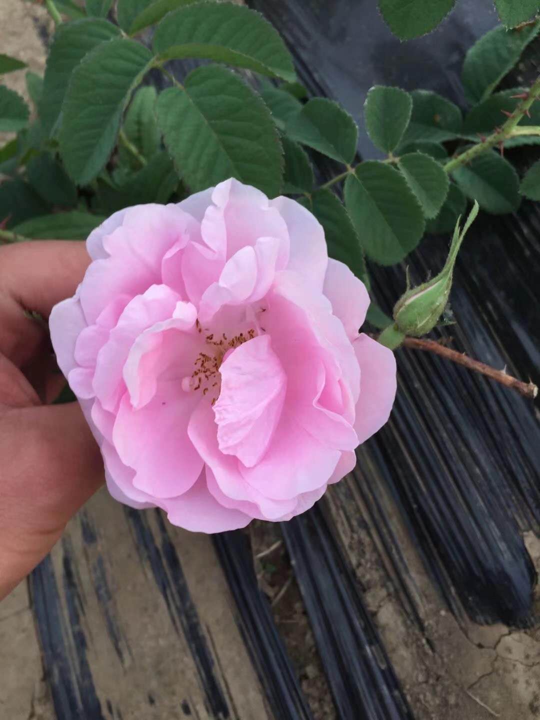 专业种植千叶玫瑰苗  法兰西玫瑰苗 法国玫瑰苗 粉玫瑰苗 食用玫瑰两年苗基地直供图片