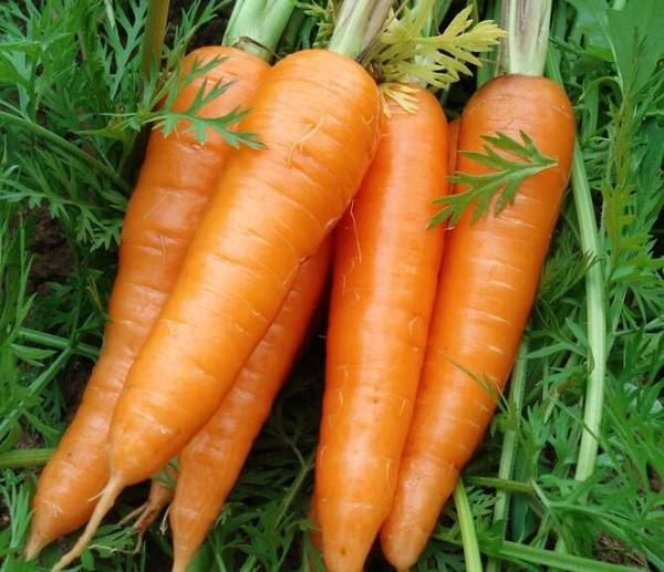 通许县果蔬基地自种-农家自种胡萝卜-现挖精品胡萝卜-沙地蔬菜胡萝卜
