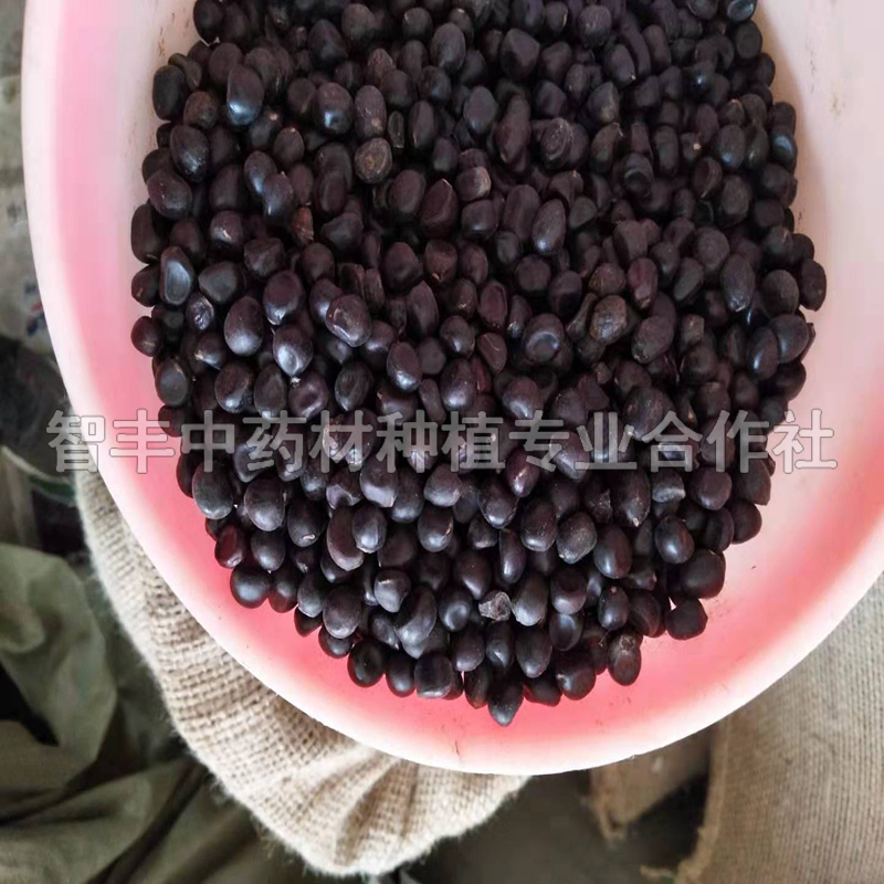 杭州油用牡丹种子批发