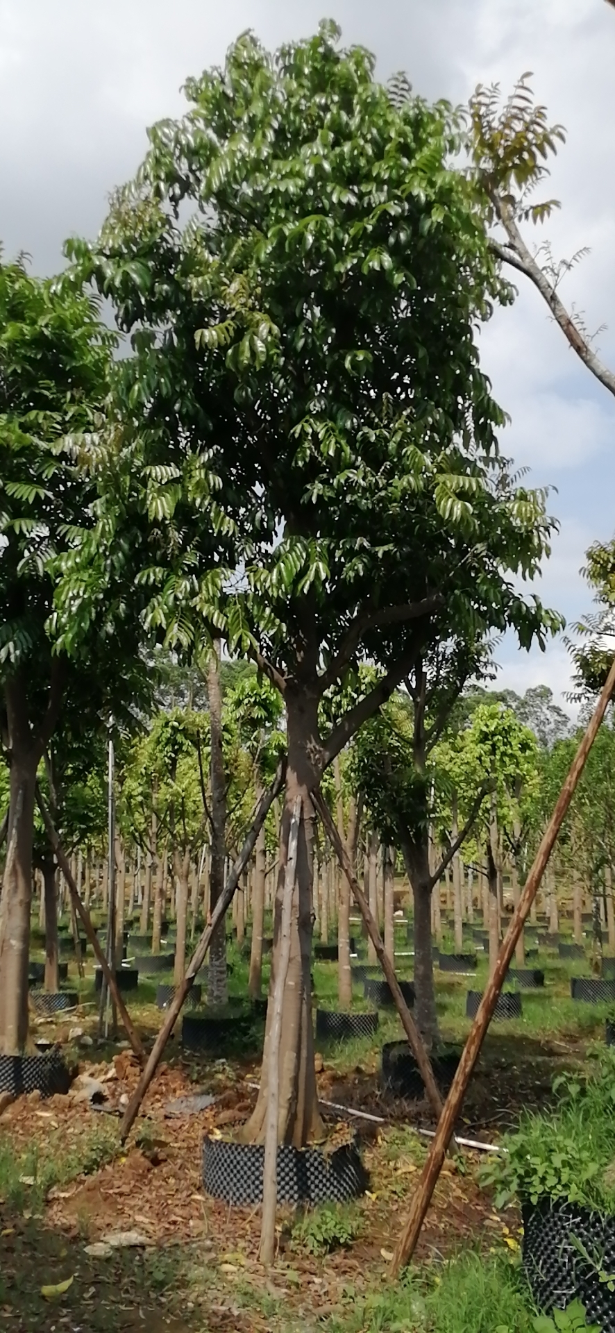 桂林仁面子树 直供仁面子树米径19公分 仁面子树批发价格 承接市政工程 园林绿化