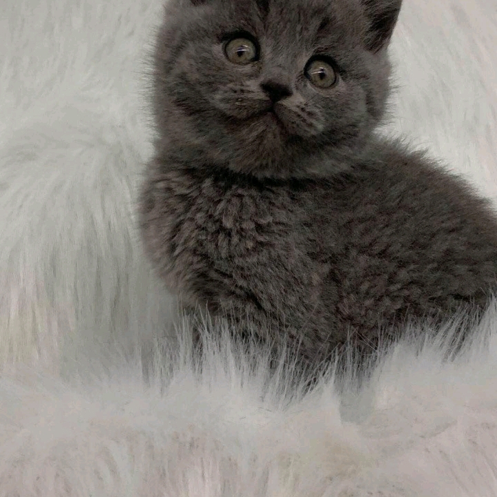 蓝猫 幼猫纯种英短 宠物猫咪活幼体