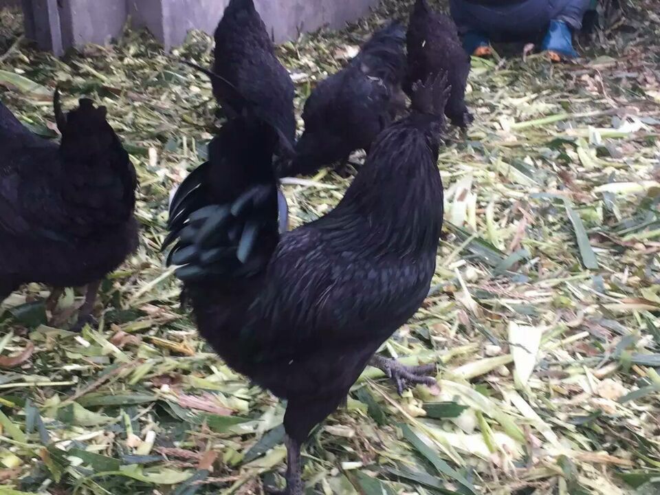 高产麻羽黑羽鸡苗常年孵化，各类鸡苗供货图片