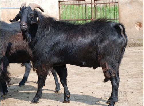 黑山羊，努比亚黑山羊 黑山羊价格 黑山羊价格黑山羊羊羔价格图片