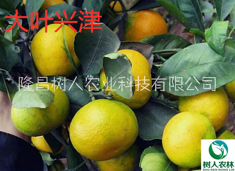 兴津柑橘苗1年苗5元签订合同纯度保证