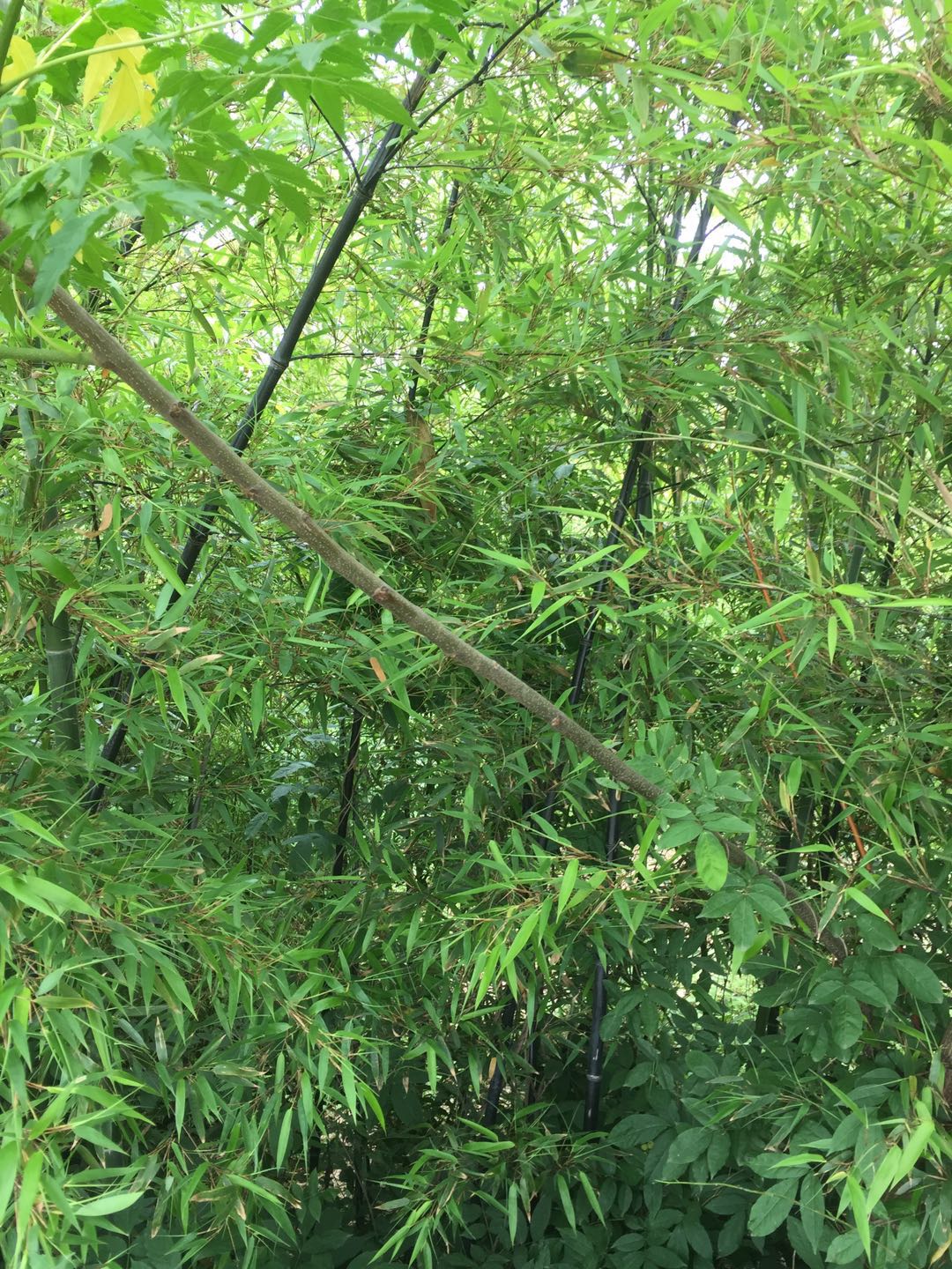 淄博奥景园艺公司常年供应紫竹