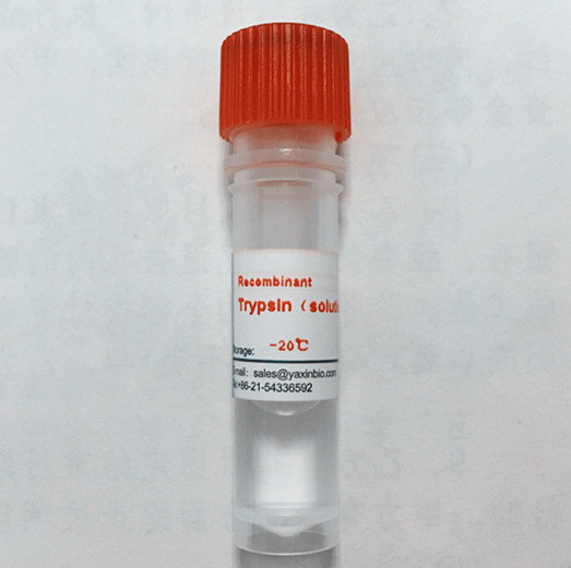 重组胰蛋白酶(液体)—药典级 重组胰蛋白酶液体