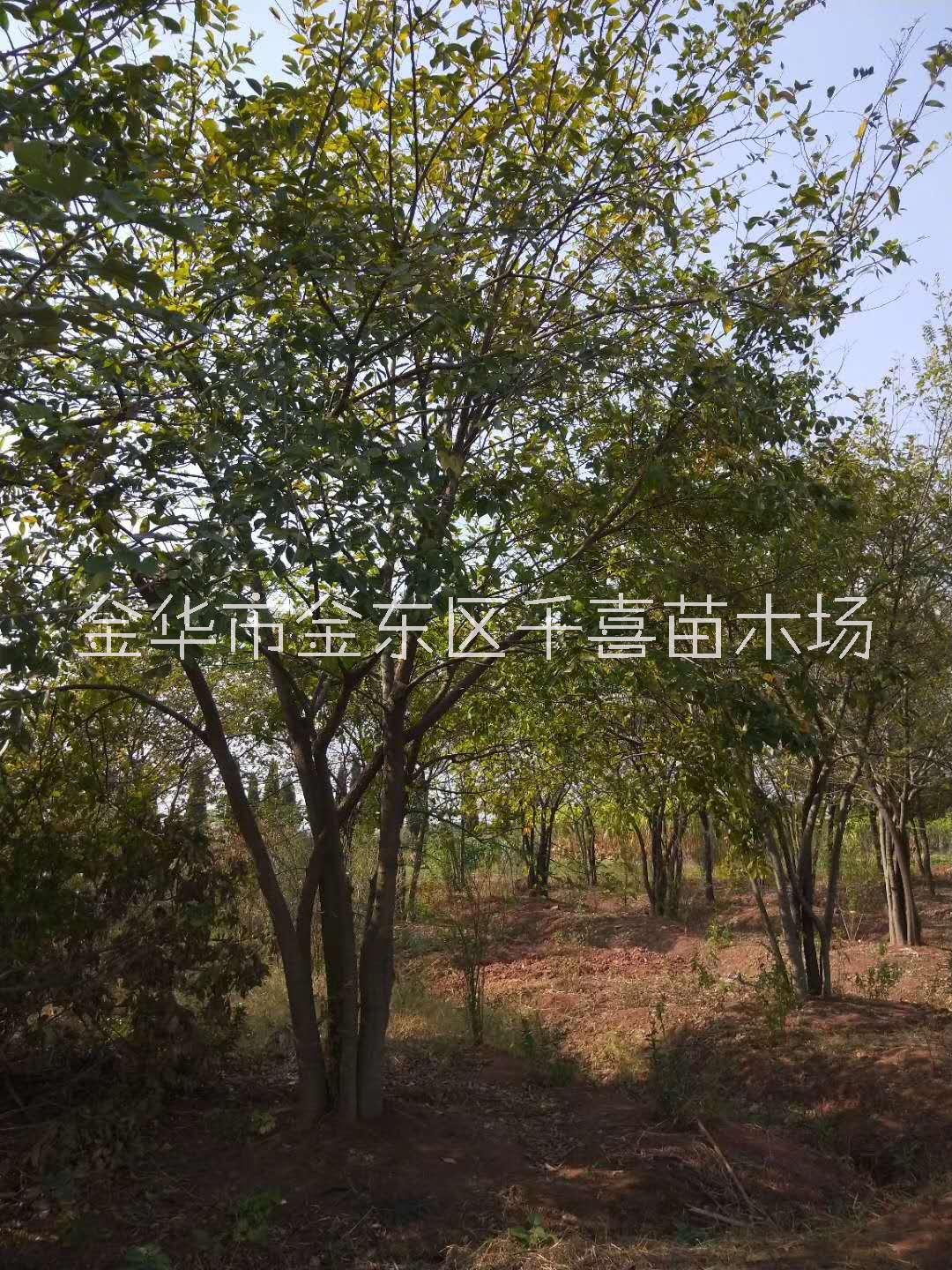 浙江丛生榉树供应 风景树2-8杆红榉找金华千喜苗木