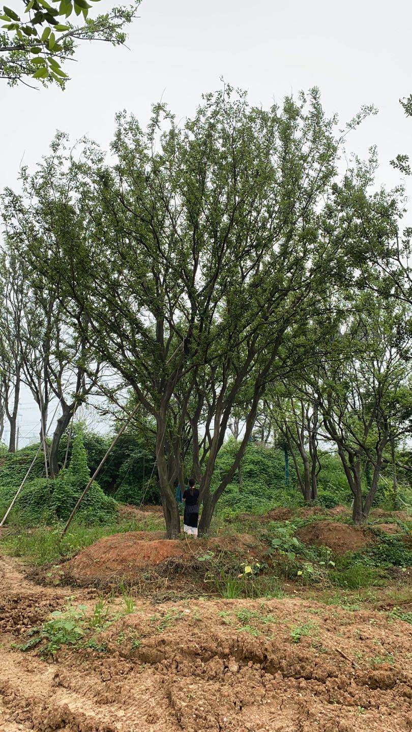 安徽绿化苗木丛生朴树一站式供应 价格量大从优图片
