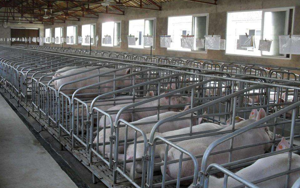 德州市母猪限位栏带食槽漏粪板厂家