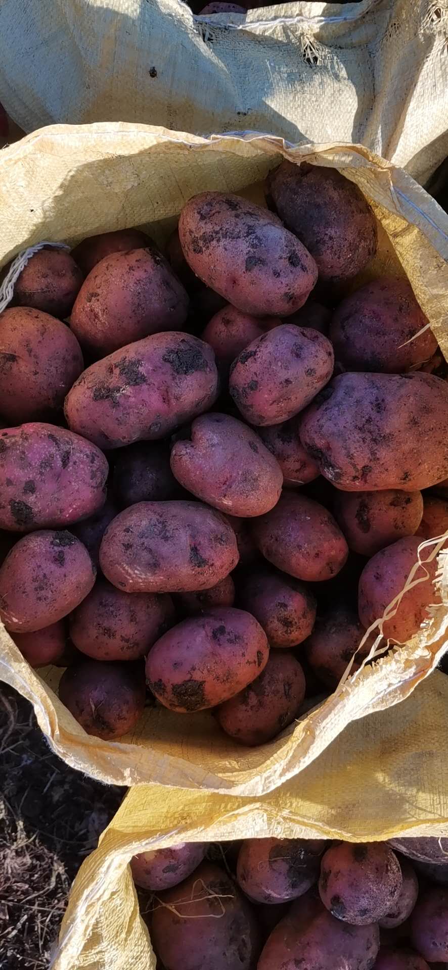红土豆马铃薯代收批发