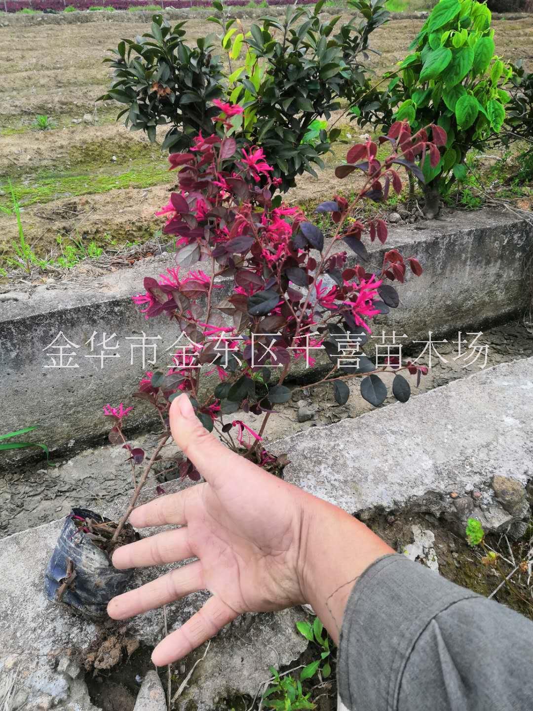 金华地区供应红花檵木小杯苗 浙江种植图片