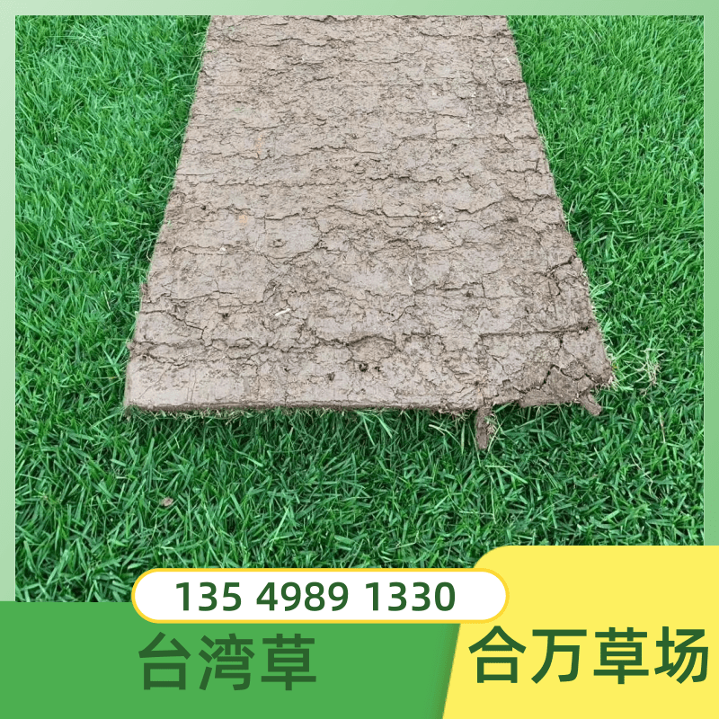 珠海台湾草坪种植基地直供批发价钱热销电话