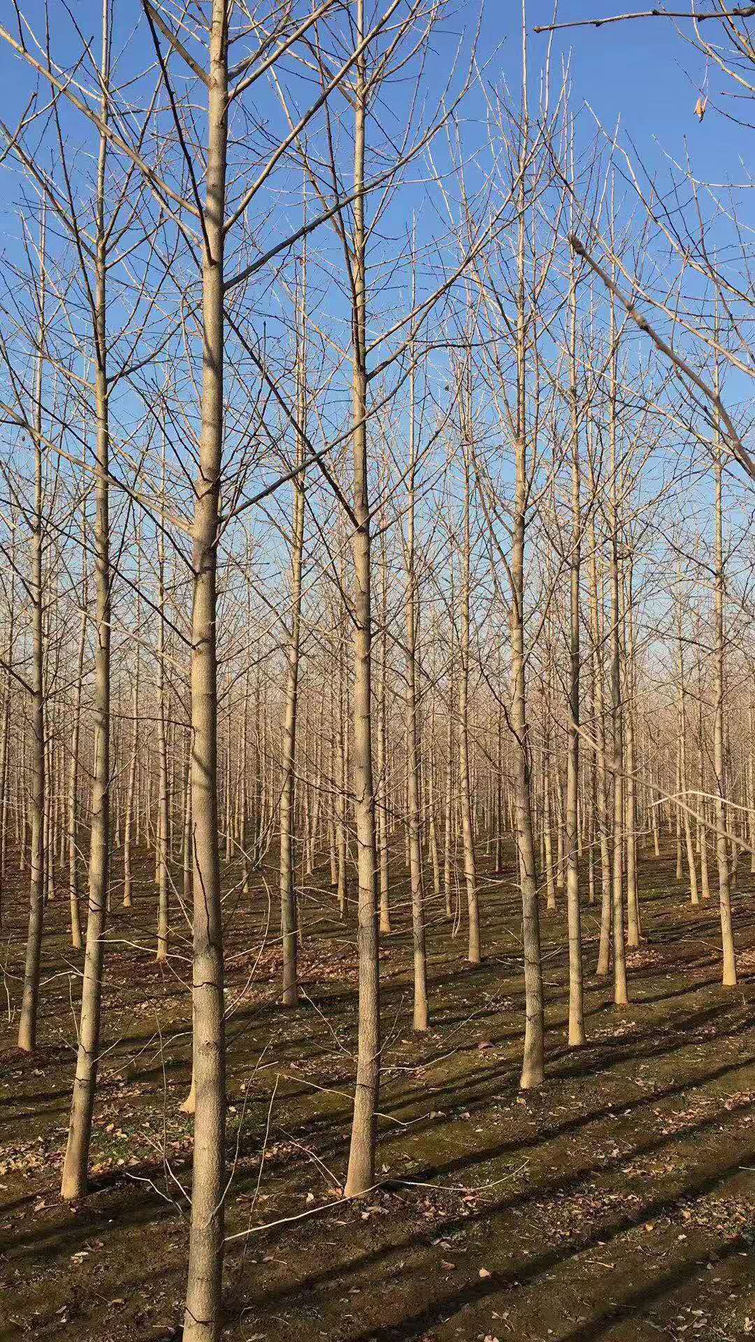 徐州市20公分银杏树产地厂家河南20公分银杏树产地供应多少钱一棵