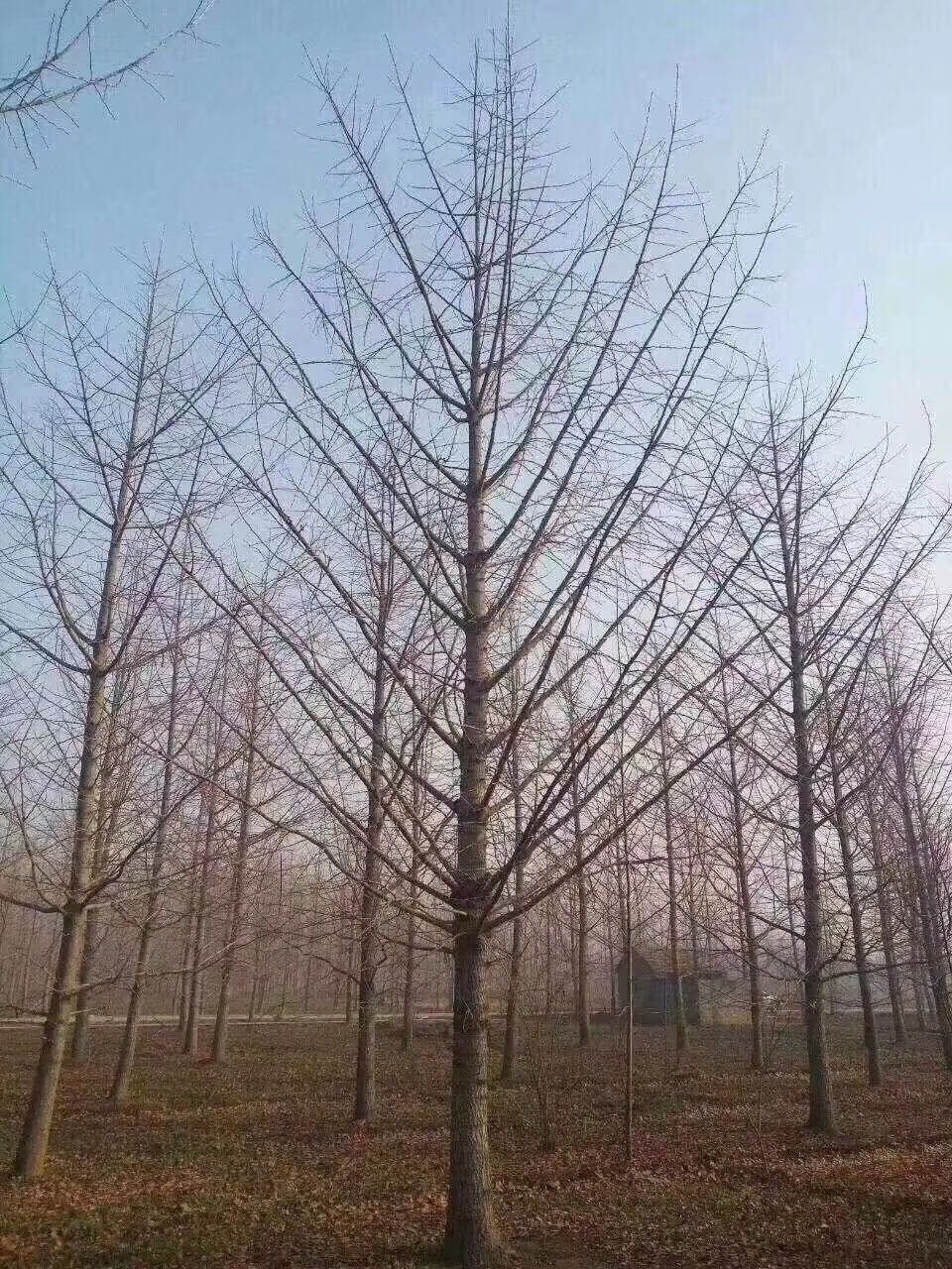 北京40公分银杏树批发产地报价一棵多少钱