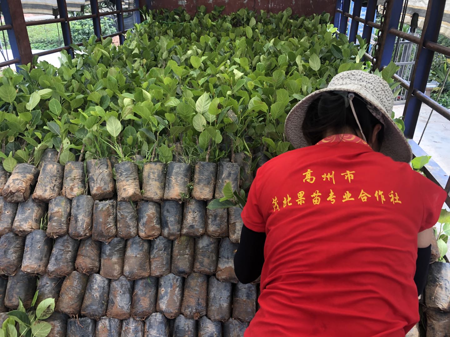 菠萝苗广东菠萝苗种植园供应批发报价联系方式