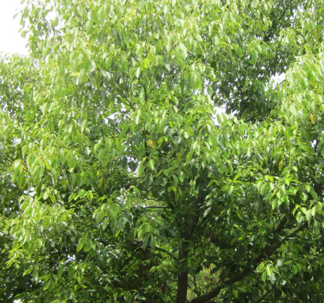 湖南绿化树种植基地-批发商-咨询热线