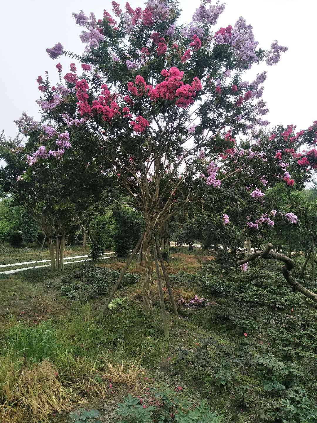 贵州凯里异形紫薇树种植培育基地直销批发价格 高存活率