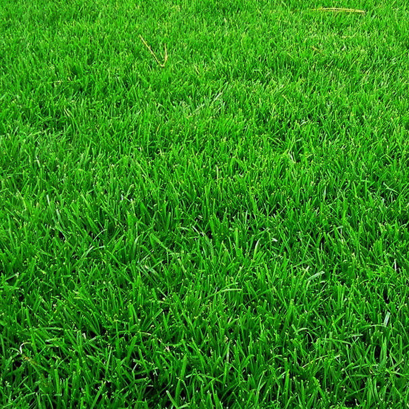 护坡高羊茅草坪草皮卷四季青草坪绿化工程常用草坪全国代施工铺装