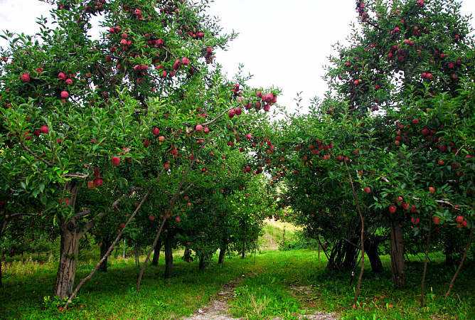 山西苹果树价格 苹果树批量供应 山西苹果树产地报价