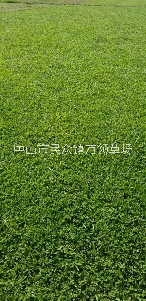 广东惠州地毯草批发报价种植基地哪家好