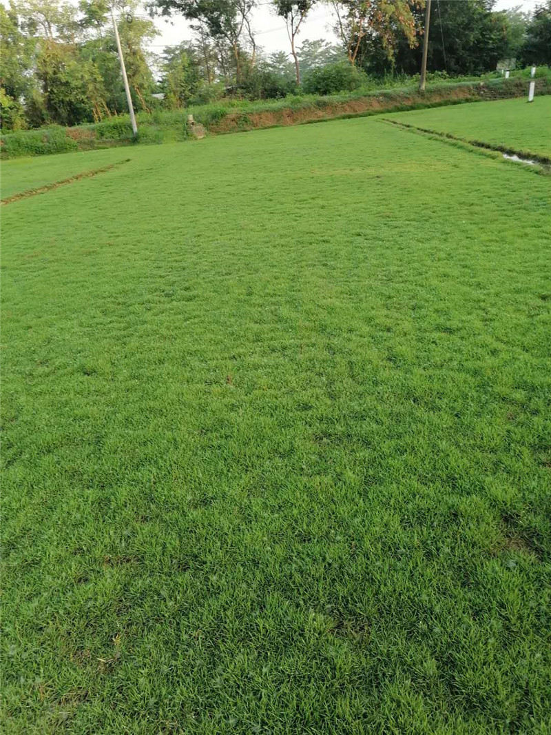 马尼拉草皮草坪