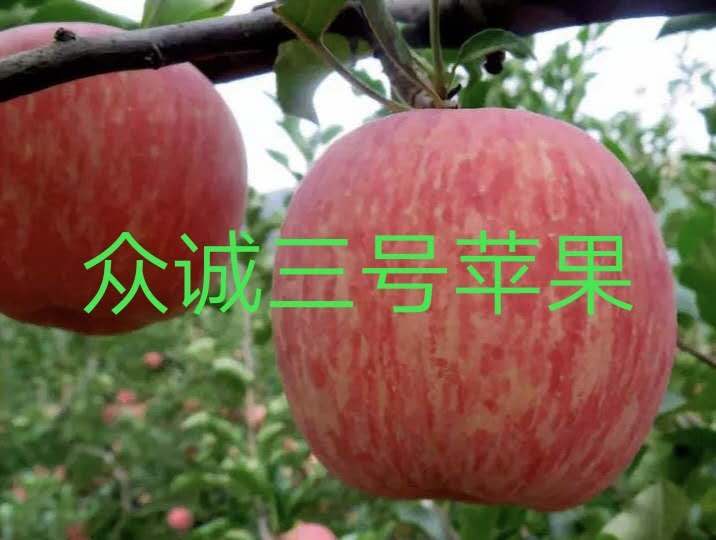 条纹苹果苗众诚三号，2001条纹苹果苗繁育基地