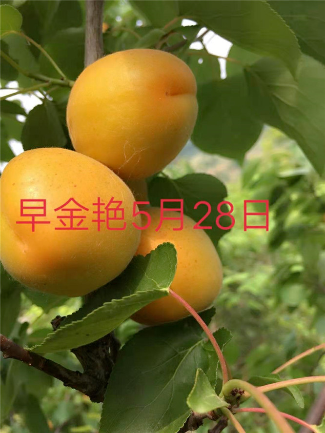 杏树杏树常年供应  杏树供应商