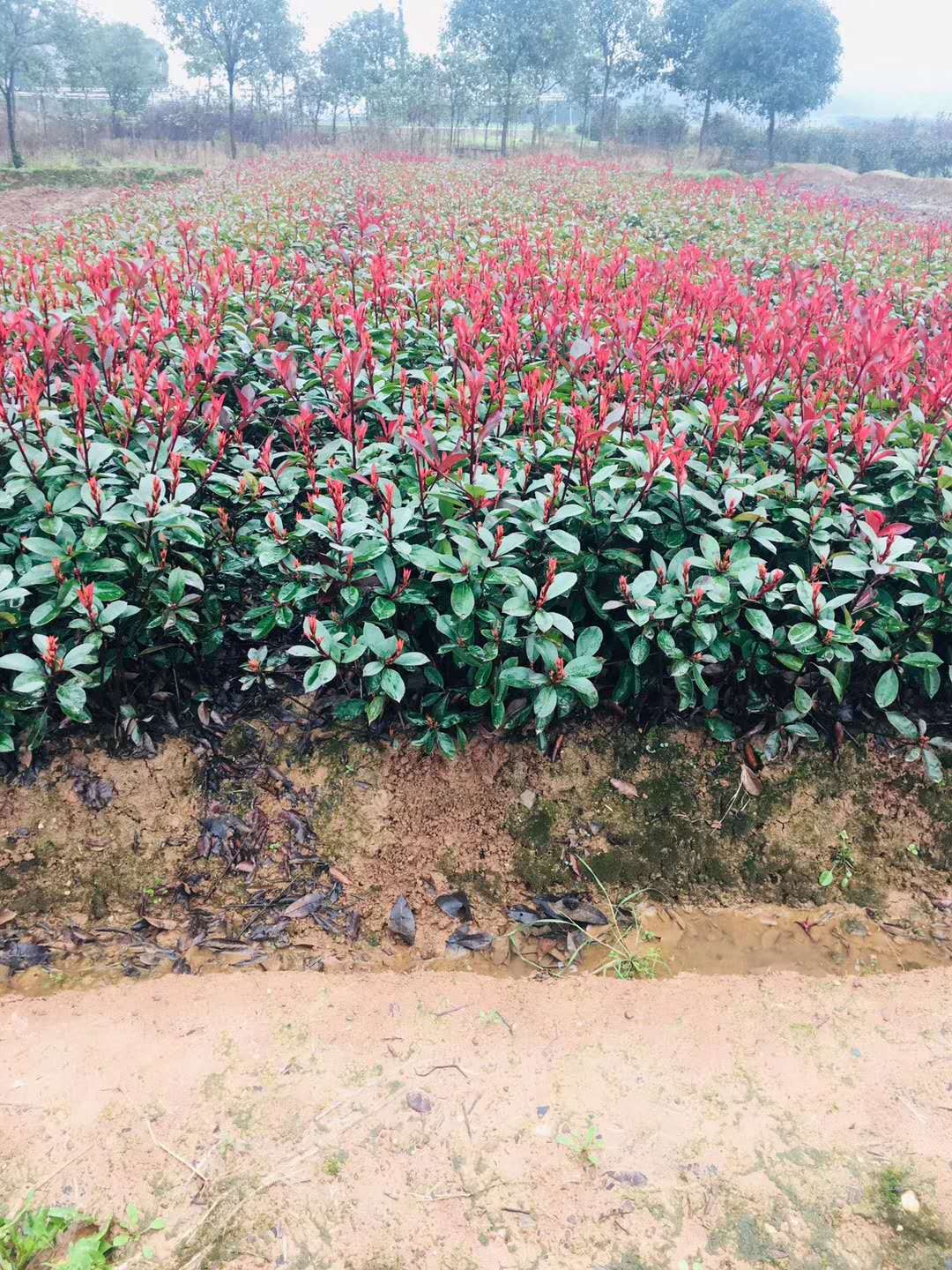 云南红叶石楠种植方法主要注意哪些培育基地电话图片