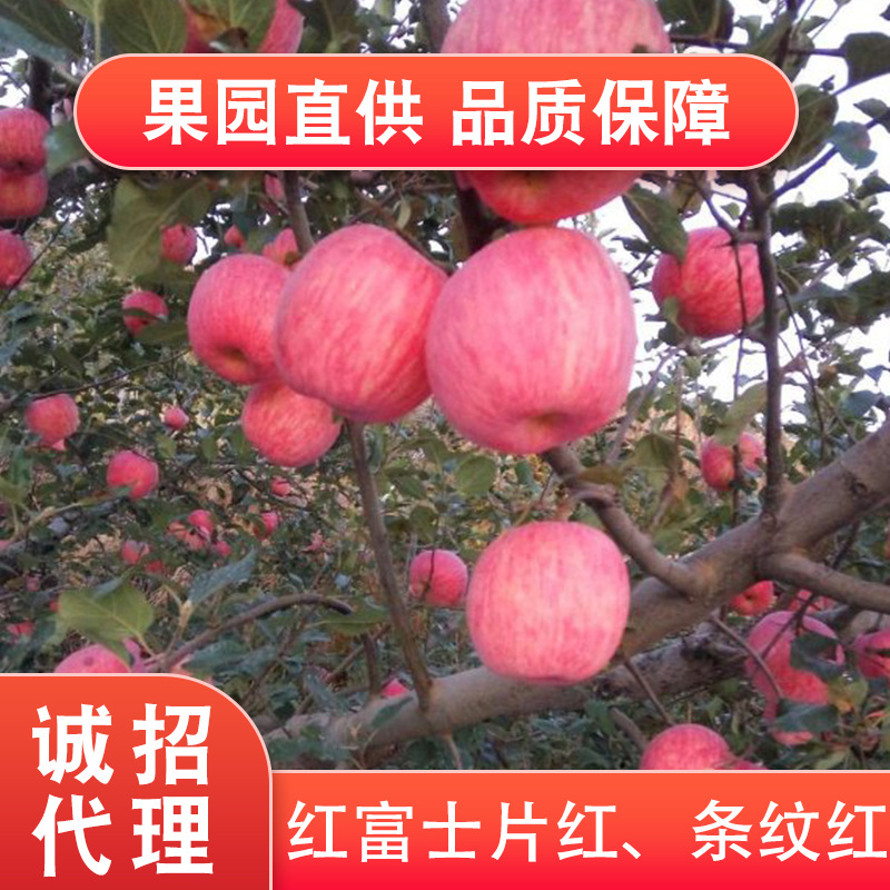 烟台市红富士厂家烟台红富士苹果哪家比较甜，红苹果批发价格哪家便宜