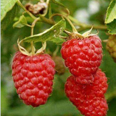 红树莓苗销售图片