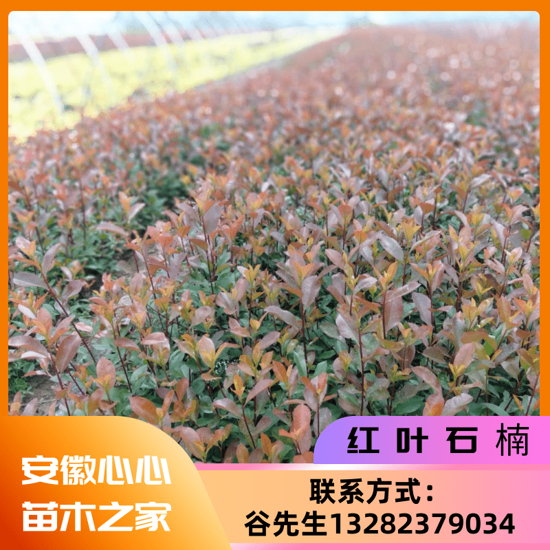 上海红叶石楠，红叶石楠小苗种植基地，红叶石楠价格（安徽心心苗木之家）