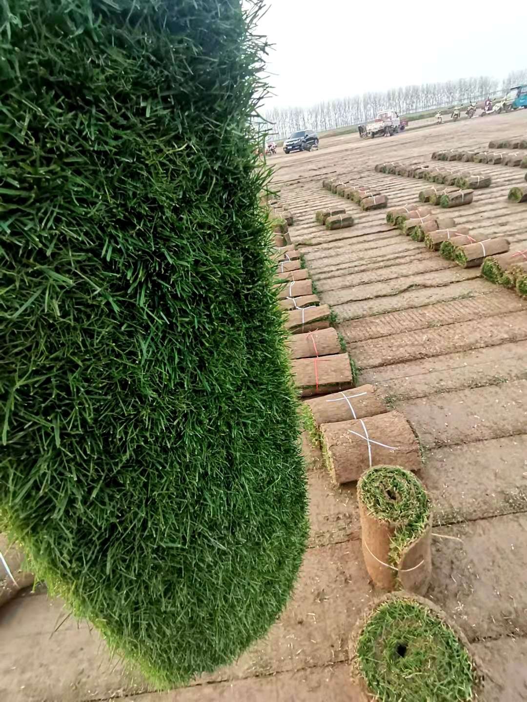 山西省校园足球场草坪 草皮基地 绿化种植批发直销