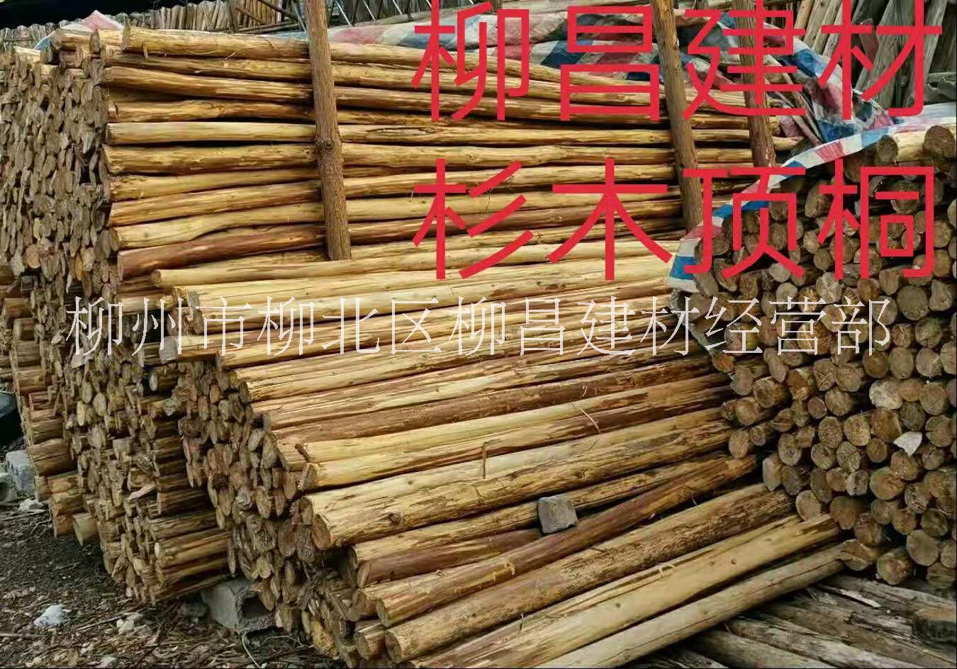 广西柳州建筑绿化顶桐木产地直销价格批发