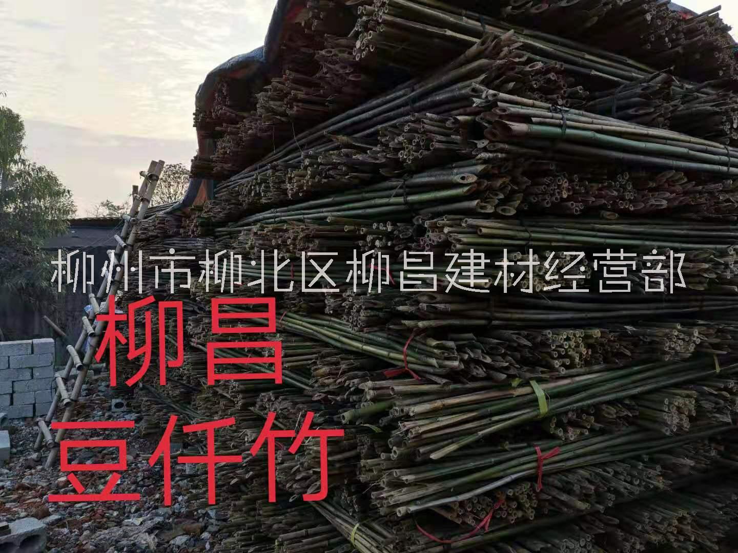 广西柳州豆仟竹销售产地直销价格批发