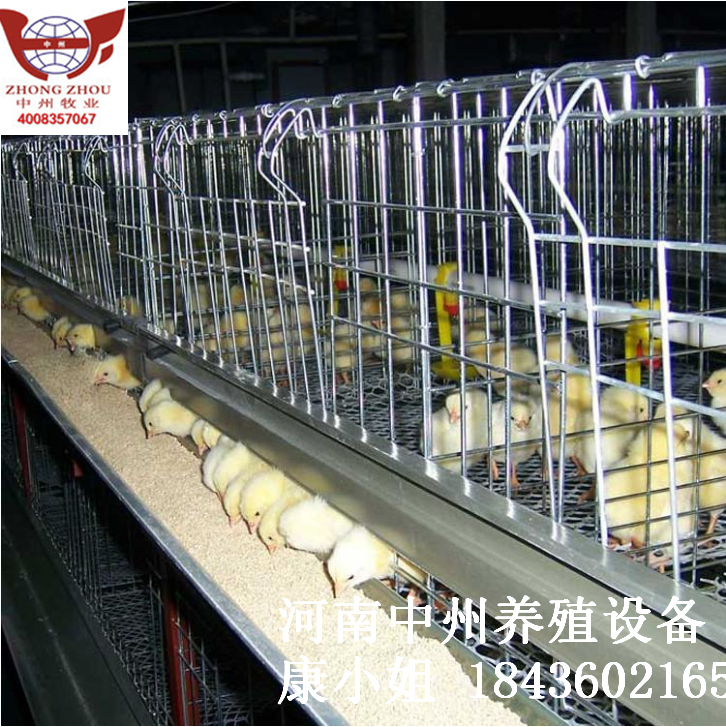 中州牧业生产 销售青年鸡笼 育雏笼图片