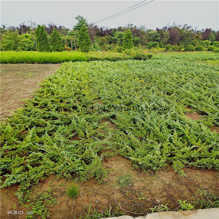 地柏批量供应 护坡绿化优选苗规格30-50-60-80公分长度