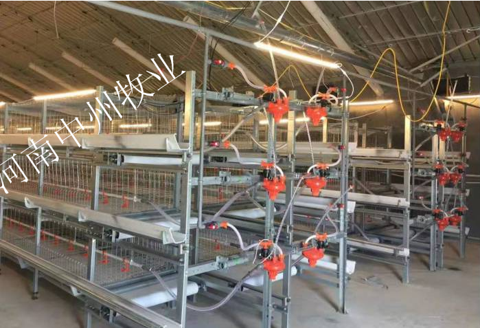 肉鸡养殖设备 全套设备 鸡笼自动上料自动清粪横向清粪 自动出鸡