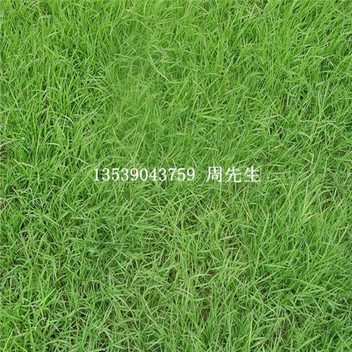 广东草坪出售 马尼拉草价格图片