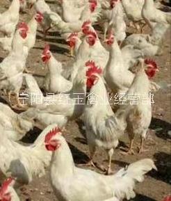 沈阳白玉王公鸡供应商哪家好提供养殖技术