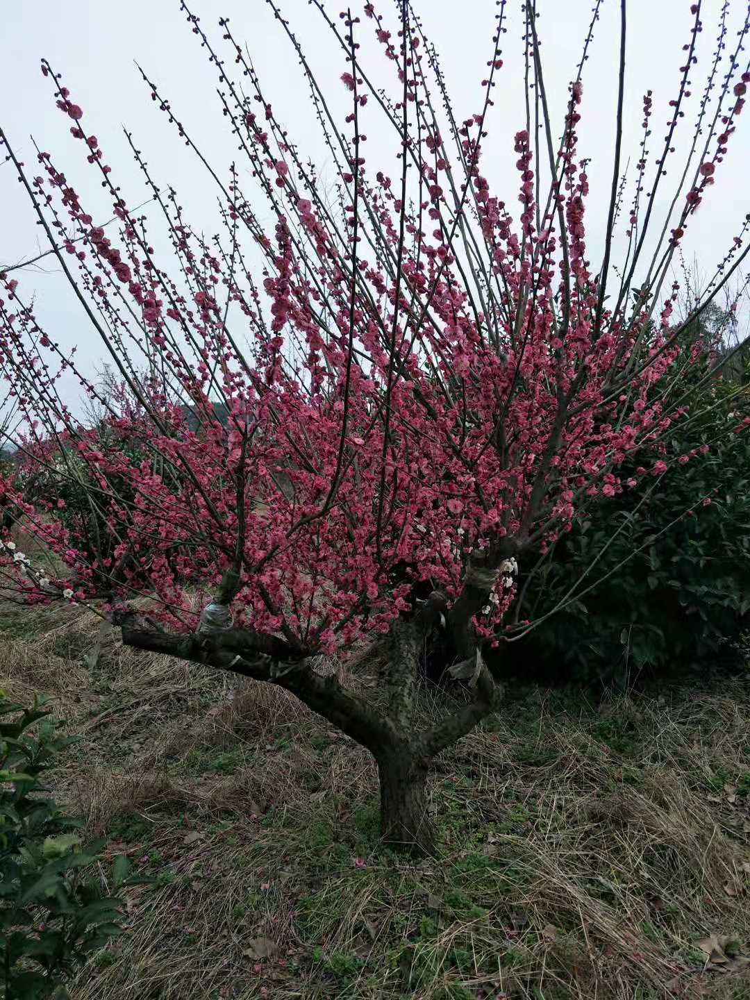 8公分红梅树 8公分红梅树种植基地