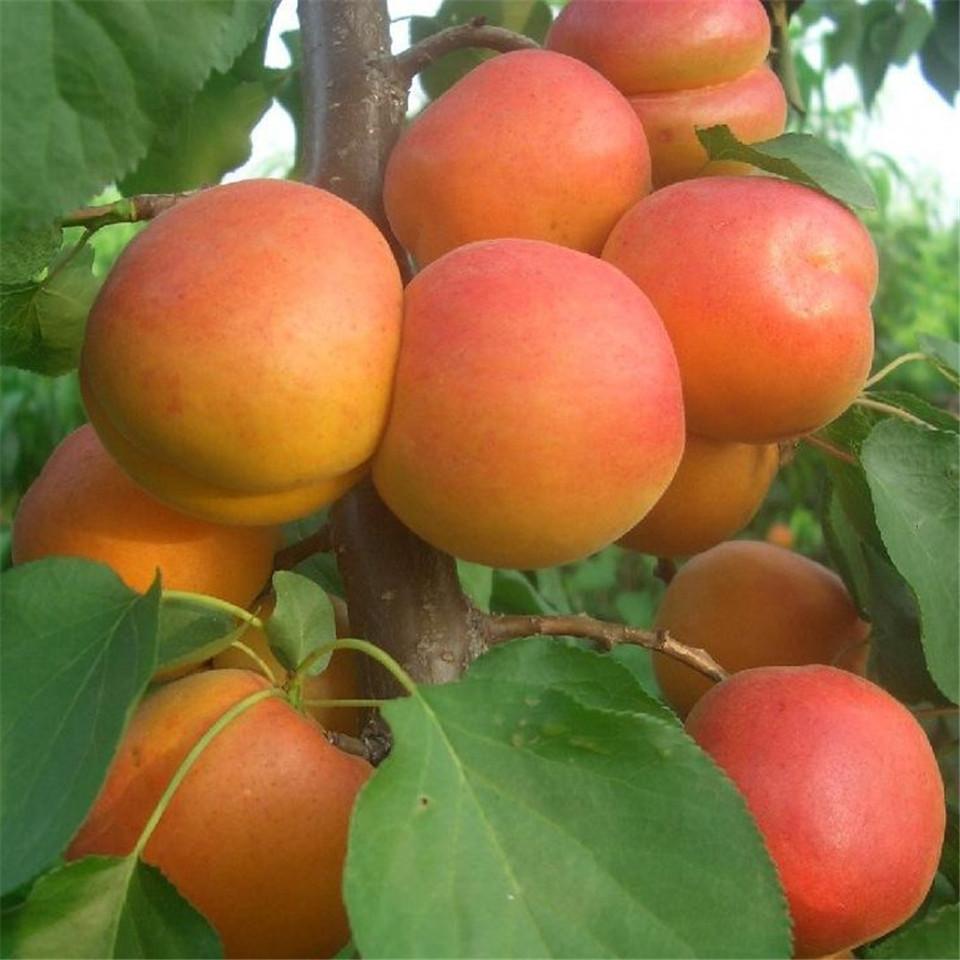 杏树苗供应、价钱、出售、种植基地【泰安市科惠苗木有限公司】