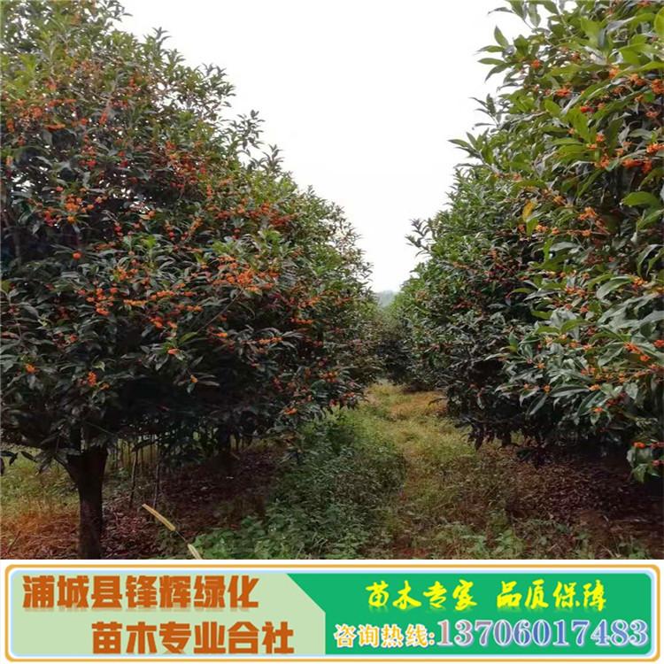 桂花树大量供应桂花树大量供应 丹桂桂花树批发 福建丹桂基地