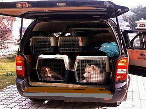 宁波至腾州宠物空运  宠物火车托运运输  宁波到腾州宠物快运