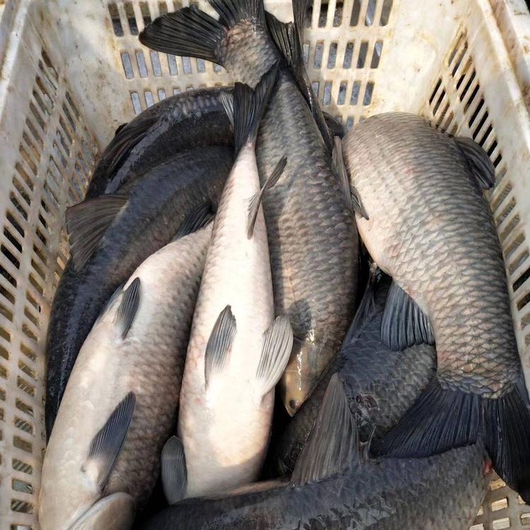 大量供应青根鱼 青鱼产地批发价格 青根鱼多钱一斤