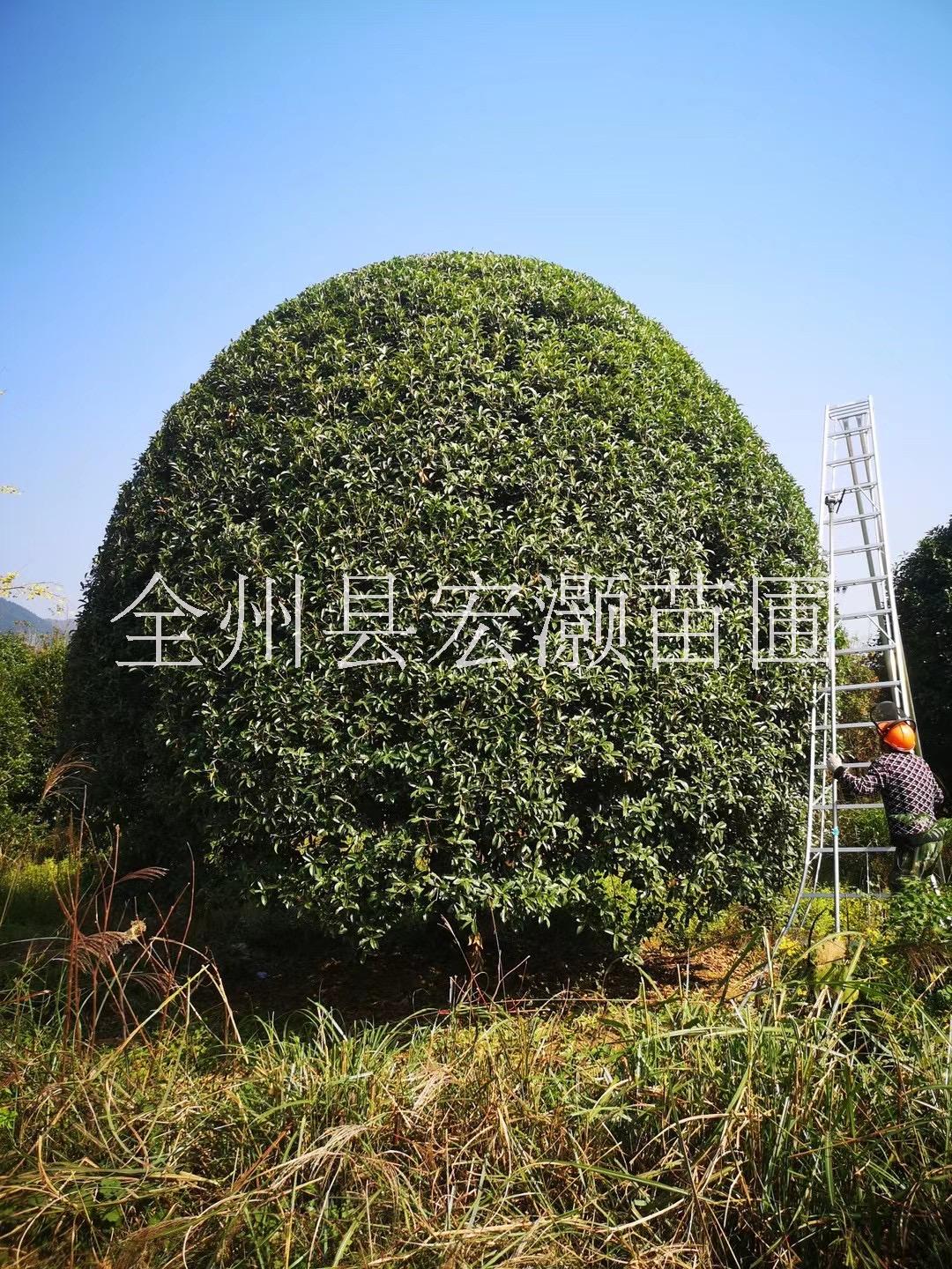 桂林市出售15~30公分桂花树厂家
