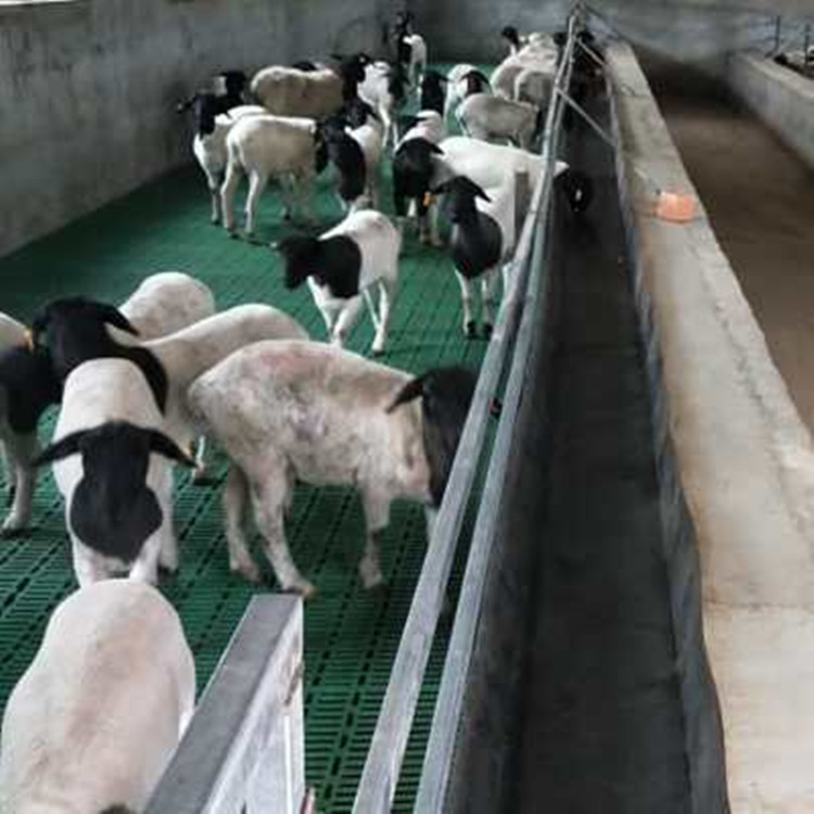 羊圈漏粪垫板 1米羊用漏粪板厂家 新式养羊用漏粪铺板安装简单