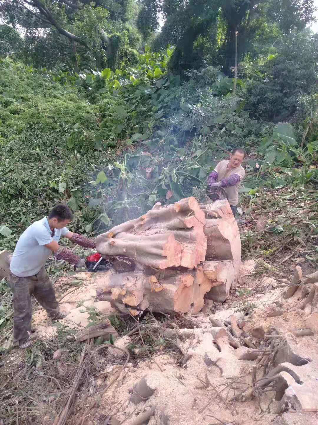 深圳南山砍伐树木工程队伍价格    深圳砍树电话